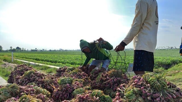 Panen Bawang Merah di Berbagai Sentra  Produksi, Harga Bergerak Normal