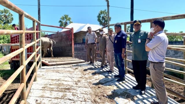 Redam PMK di Sulsel, Karantina Pertanian Makassar Perketat Lalu Lintas Hewan Ternak