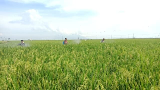 Kementan Dorong Peningkatan Produksi Dengan Penggunaan Bahan Organik Ramah Lingkungan
