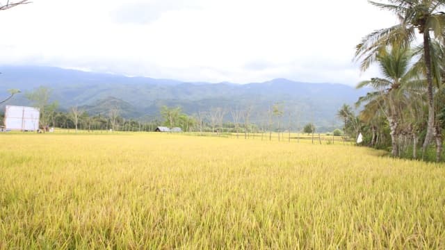 Jaga Produksi Padi, Kementan Perketat Penanganan Penyakit Hawar dan Busuk Pelepah