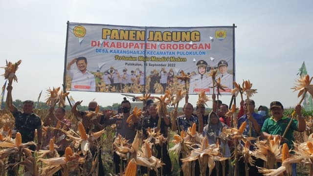 Jagung Grobogan Berkontribusi Besar Terhadap Produksi Nasional