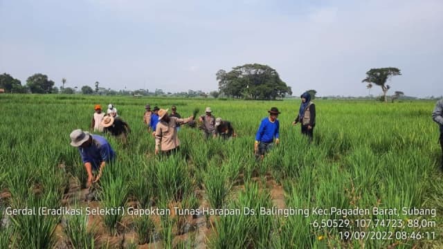 Kementan Intensif Pantau dan Kendalikan Hama Di Subang