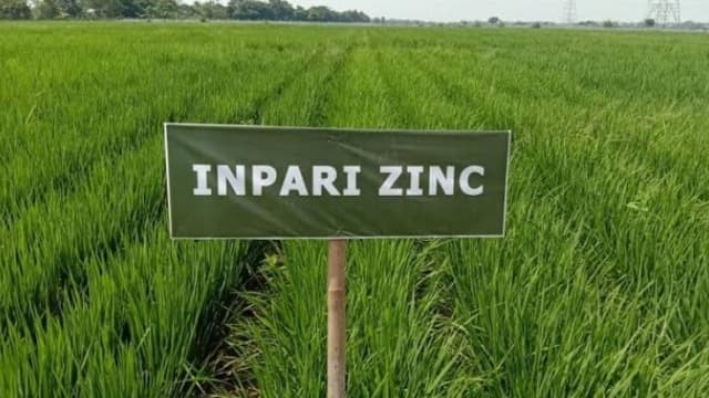 Produksi Benih Padi Inpari Nutrizinc, Simalungun Siap Atasi Stunting