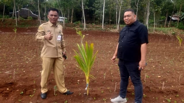 Turun Monev, Kementan Sebut Penanaman Kelapa Genjah di Solo Raya Tumbuh 100 Persen