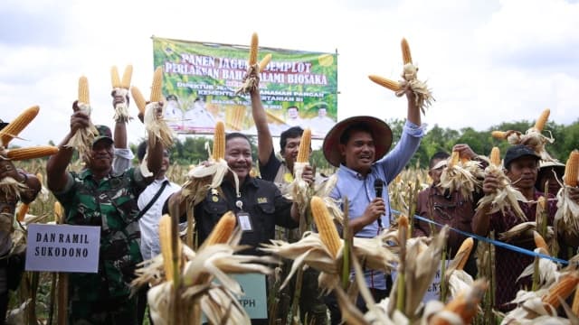 Petani Antusias Panen Jagung Demplot Perlakuan Bahan Alami Biosaka di Sragen