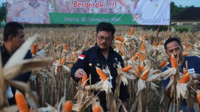 Panen Jagung di Kalsel, Mentan SYL Dorong Pertanian Jadi Penguat Ekonomi Negara