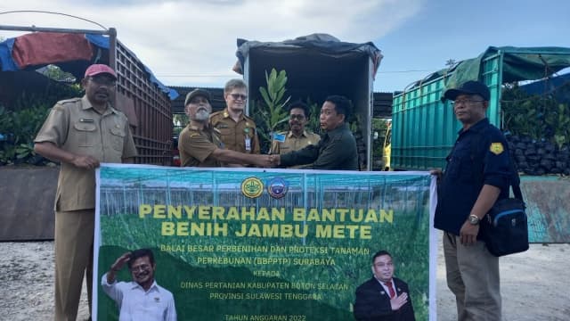 Produksi Benih Unggul, Kementan Melalui BBPPTP Surabaya Bangun Nursery Jambu Mete di Bombana