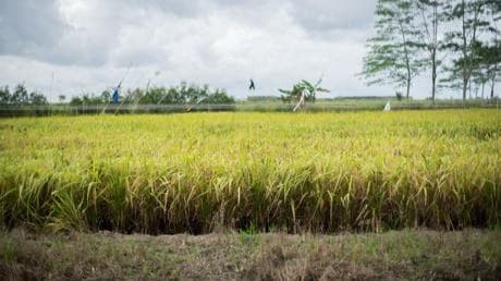 Food Estate Kapuas dan Pulang Pisau Berproses dengan Baik