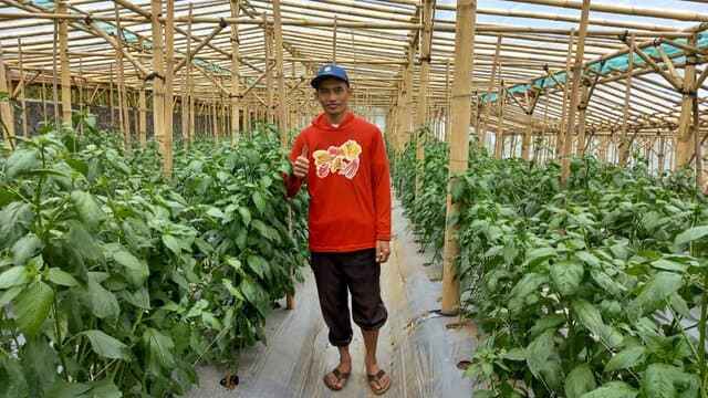 Pasokan Cabai di Cianjur Dipastikan Aman Hingga Lebaran