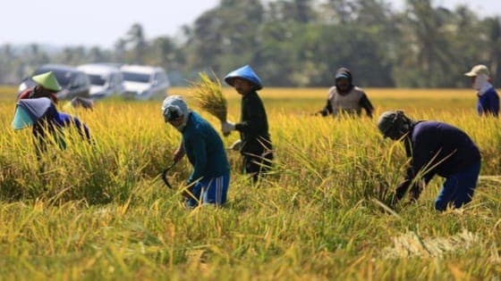 Pengamat: Panen Raya Surplus Beras, Pastikan Pemasaran dan Bulog Maksimalkan Serap