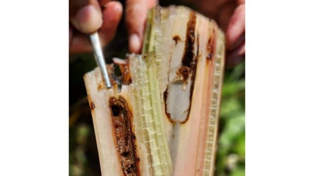 Kementan Siapkan Pest List OPT Pisang untuk Mendorong Ekspor Pisang Indonesia