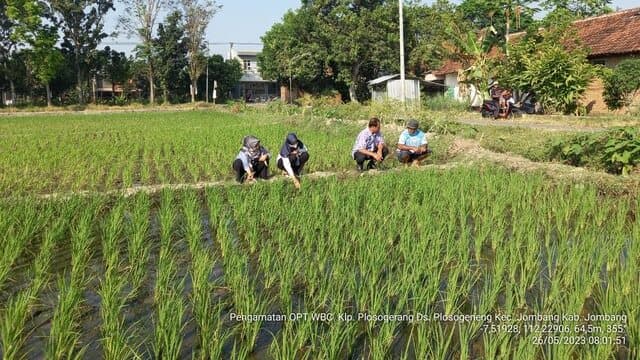 Kementan Kawal Pengendalian Hama Tanaman Padi Di Jombang