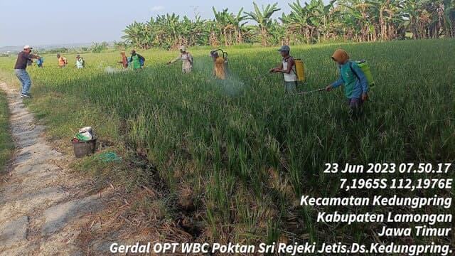 Antisipasi Serangan WBC Meluas, Kementan Gencarkan Gerakan Pengendalian di Jawa Timur