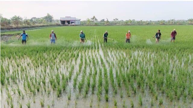 Kawal Petani Supaya Bisa Panen, Kementan Adakan Gerakan Pengendalian Dan Bimbingan Teknis Di Lamongan