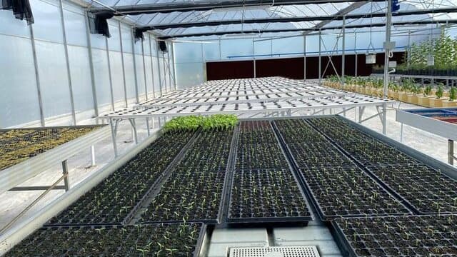 Hadapi El Nino, Kementan Siapkan Langkah Pengamanan Pasokan dan Harga Produk Hortikultura