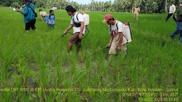 Antisipasi Serangan Wereng Di Kepulauan Nias, Kementan Gandeng Pemda Sumatera Utara