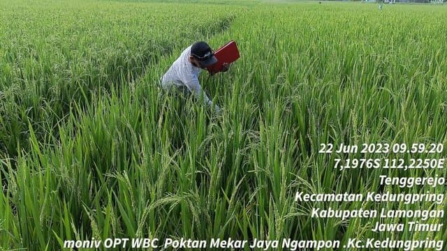 Waspada WBC Di Lamongan, Kementan Giatkan Gerakan Pengendalian