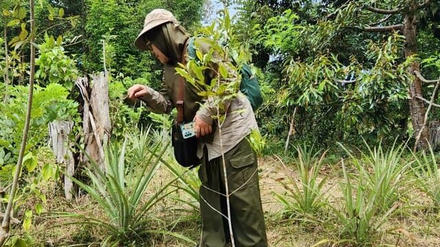 Kampung Buah di Bulungan Persiapkan Diri Ekspor Nanas dan Pisang