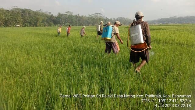 Banyumas Intensifkan Gerakan Pengendalian Wereng