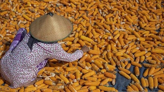 Menghadapi El Nino: Keberpihakan Pada Produksi Jagung Nasional