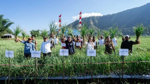 Strategi Jitu Kementan Tingkatkan Penyediaan Benih Bawang Putih Nasional di Sembalun