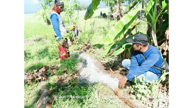 Kementan Sigap Menyelamatkan Pertanaman Padi di Indramayu