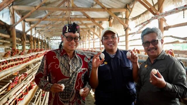 Lihat Ceruk Pasar, Petani Milenial Ini Tangkap Peluang Dari Ayam Arab