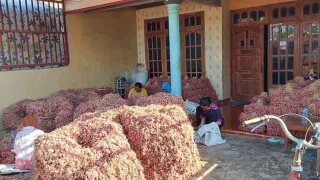 Kementan Tanggap Serap Bawang Merah Petani Pati