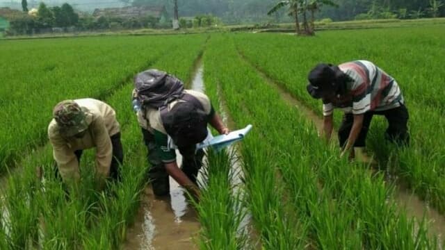 Pertanaman Padi di Pandeglang Tak Ada Gagal Panen, Meskipun El Nino