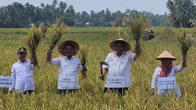 Lakukan Panen Padi Di Pariaman, Kementan Apresiasi Peningkatan Produksi dan Luas Tanam Di Sumbar