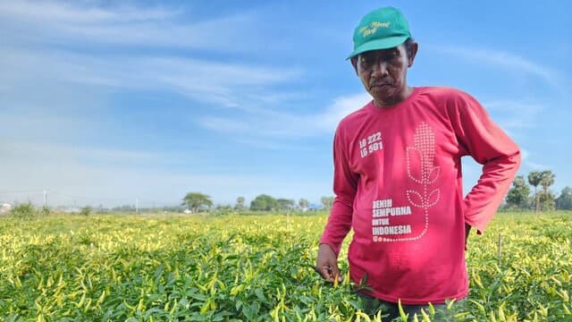 Kementan Gerak Cepat Atasi Lonjakan Harga Cabai Akibat Perubahan Iklim