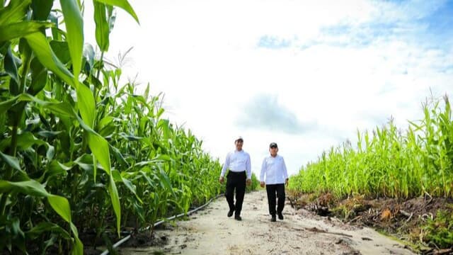 Mentan Amran Bantah Food Estate Gunakan Pot