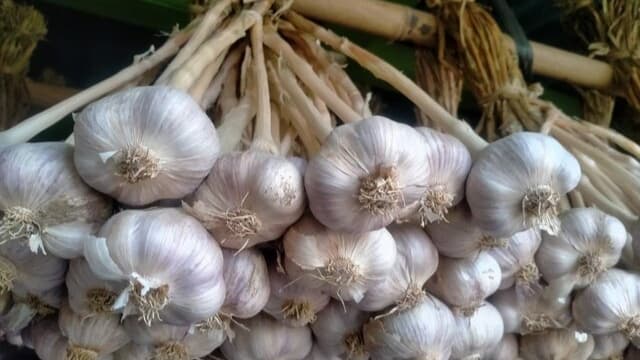 Dirjen Hortikultura Terus Pastikan Layanan Rekomendasi Impor Bawang Putih Sesuai Ketentuan