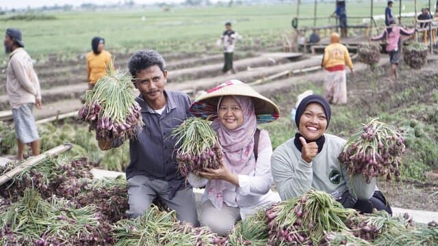 Jawab Komen Pengamat, Petani Bawang Brebes Dukung Kebijakan Pupuk Subsidi