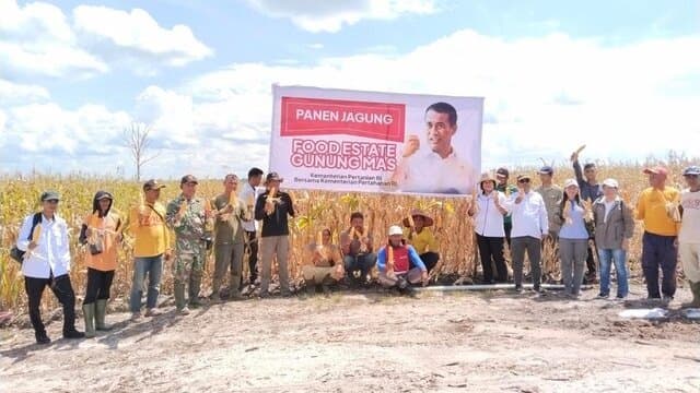 Panen Jagung di Lokasi Food Estate Gunung Mas Memuaskan