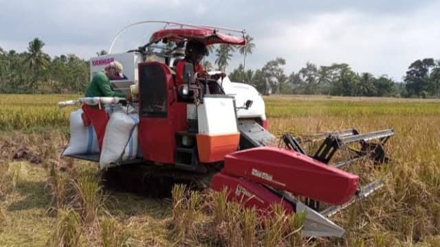 Kabupaten Purwakarta Siap Panen Padi 91.506 Ton