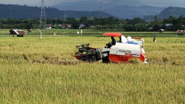 Petani Banten Masuk Panen Raya Padi