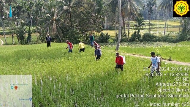 Antisipasi Serangan Wereng, Petani Jember Semangat Lakukan Pengendalian