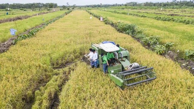 Kawasan Food Estate Pulang Pisau, Kalteng, Masuk Musim Panen