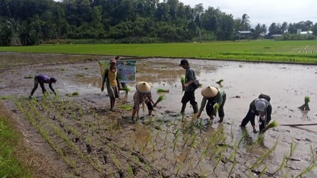 Dukung Peningkatan Produksi Pangan Nasional, Sulawesi Barat Gencar Lakukan Gerakan Tanam Padi