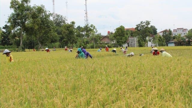 Dari Ngawi, Petani Segera Banjiri Kebutuhan Beras Nasional