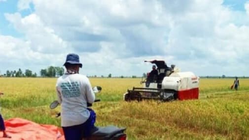 Luas Panen Terus Bertambah, Sumbawa NTB Surplus Beras