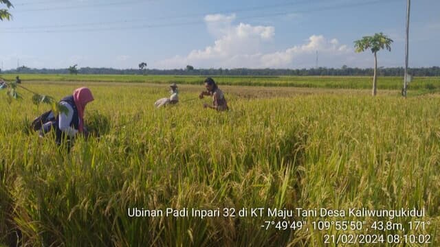 Puluhan Desa di Purworejo Gelar Panen Raya, Siap Penuhi Kebutuhan Pasar Nasional