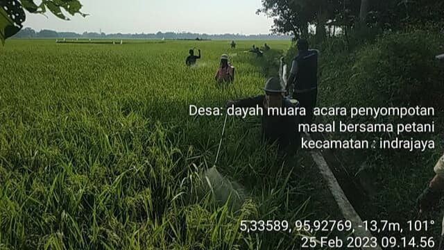 Waspada Wereng, Kementan Sigap Lakukan Pengendalian di Pidie, Aceh