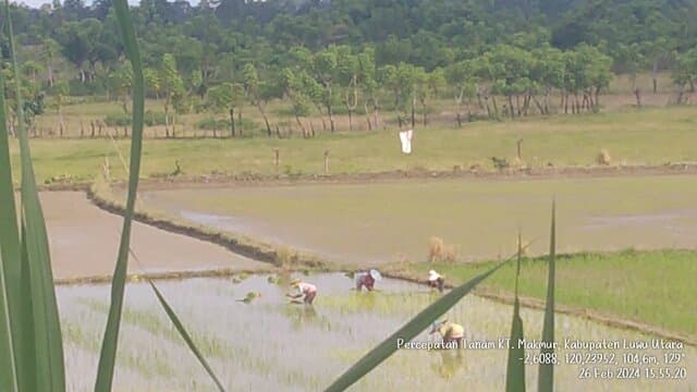 Kabupaten Luwu Utara dan Luwu Timur Semangat Mendukung Peningkatan Produksi Padi dengan Percepatan Tanam Padi