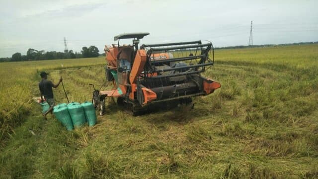 Masuk Panen Raya Maret-April, Produksi Beras Melimpah Capai 8,46 Juta Ton