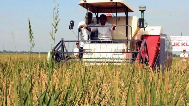Petani DIY Bersyukur Masuk Musim Panen