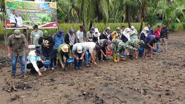 Kementan Lakukan Pencanangan Penanaman Padi Gogo Tumpang Sari Kelapa di Wajo