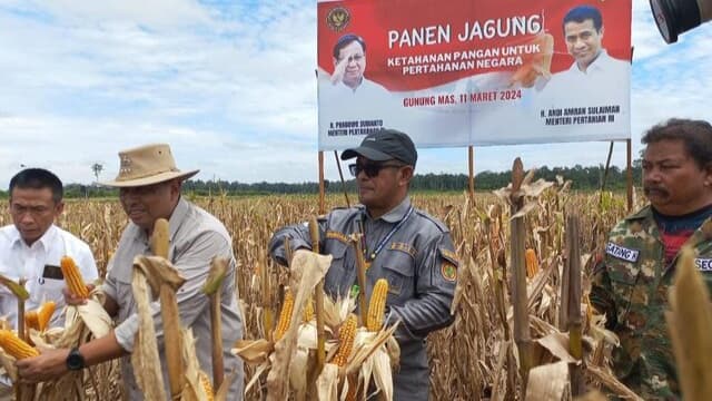 Kementan-Kemenhan Gelar Panen Raya Jagung di Kawasan Food Estate Gunung Mas