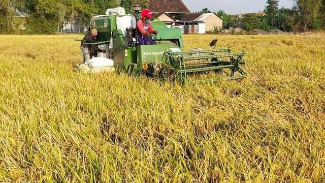 Panen Raya di Jatim Melimpah, Pastikan Kebutuhan Ramadhan Aman